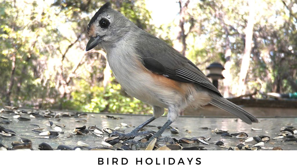 Bird Holidays and Awareness Days