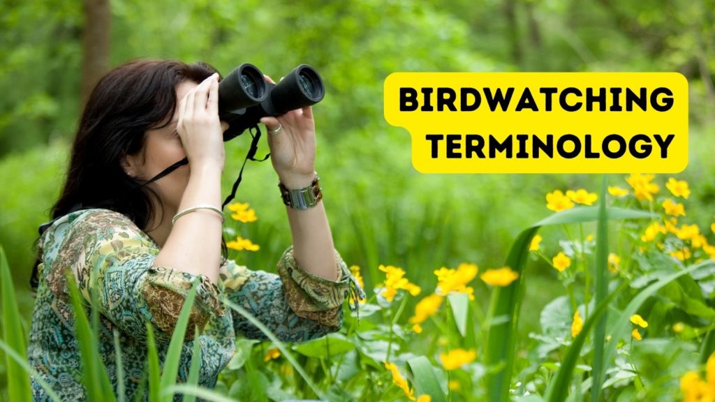 Birdwatching terminology, birding slang