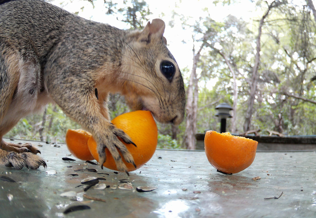 squirrel eating mandarin orange