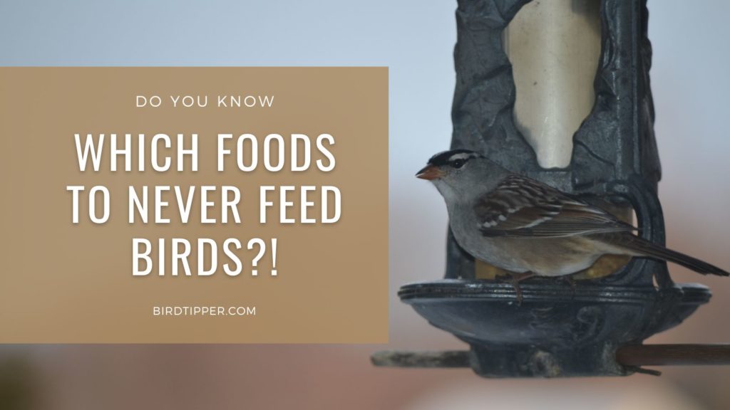 Do you know which foods you should never feed birds?