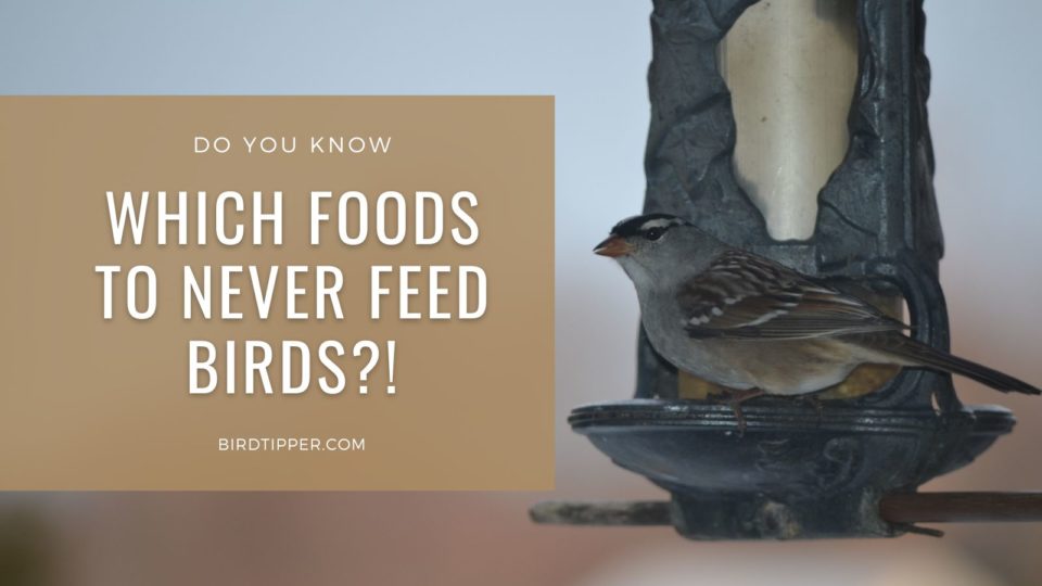 What Not to Feed Wild Birds
