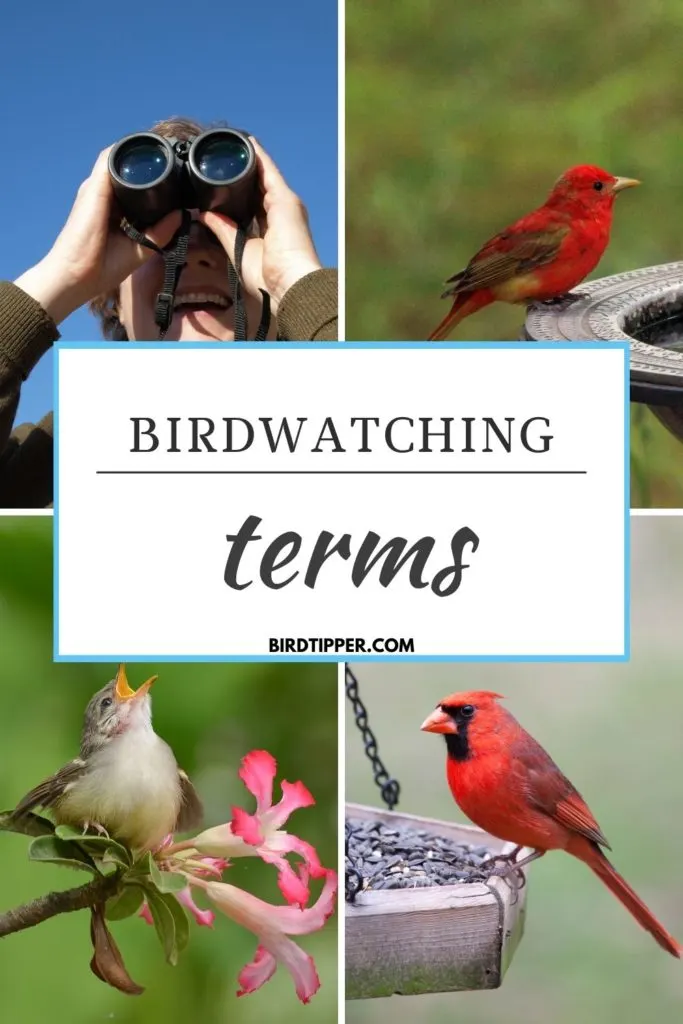 Birdwatching Terms
