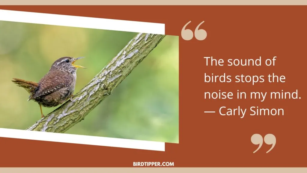 The sound of birds stops the noise in my mind. — Carly Simon