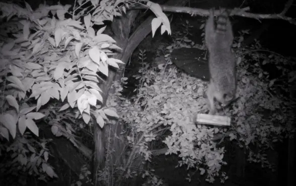 raccoon reaching around squirrel baffle at bird feeder