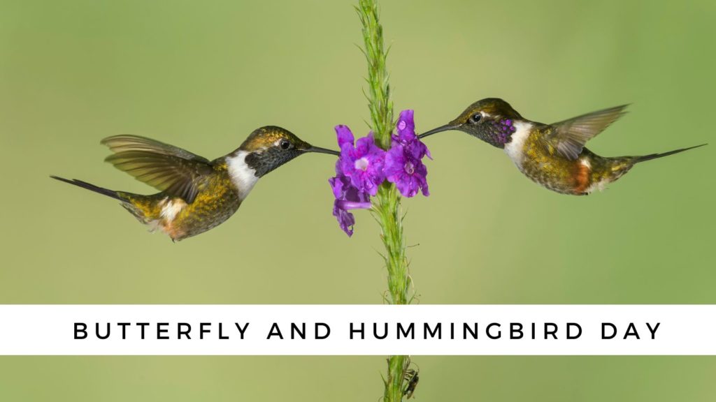 National Butterfly and Hummingbird Day
