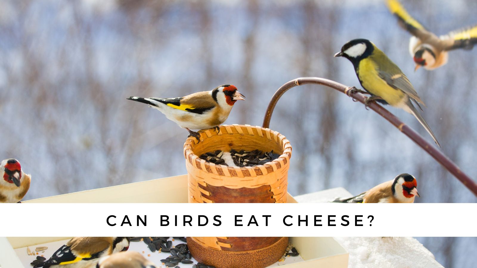 Can Birds Eat Cheese? BirdTipper