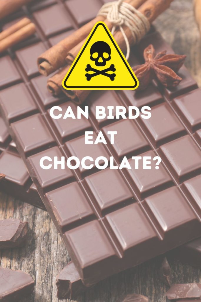 can birds eat chocolate?