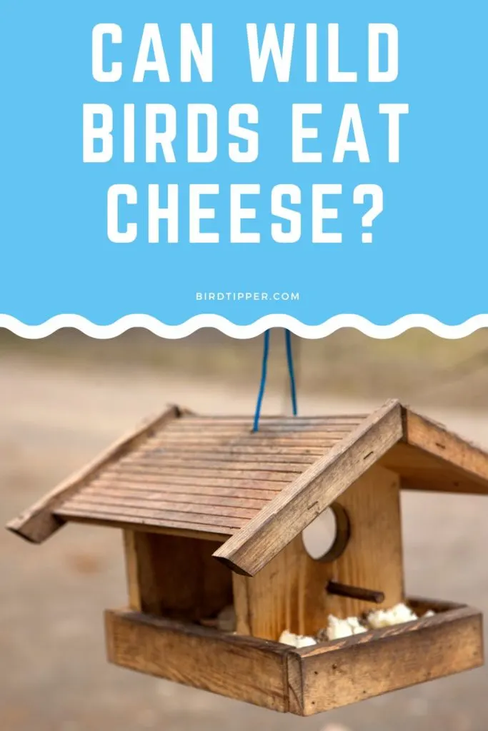 Can Wild Birds Eat Cheese? Recommendations on which cheeses are acceptable to feed wild birds