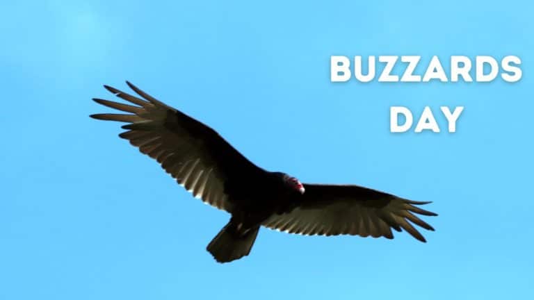 Buzzards Day