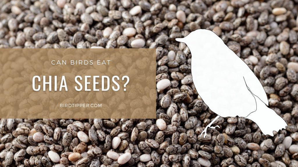 Can birds eat chia seeds--and should they?