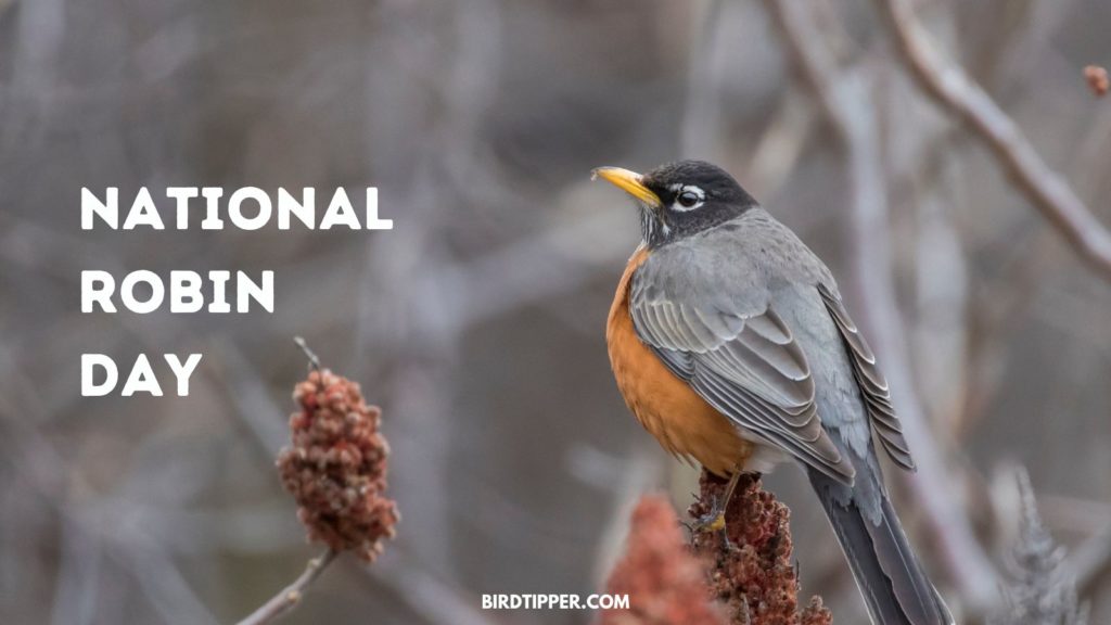 National Robin Day, December 21