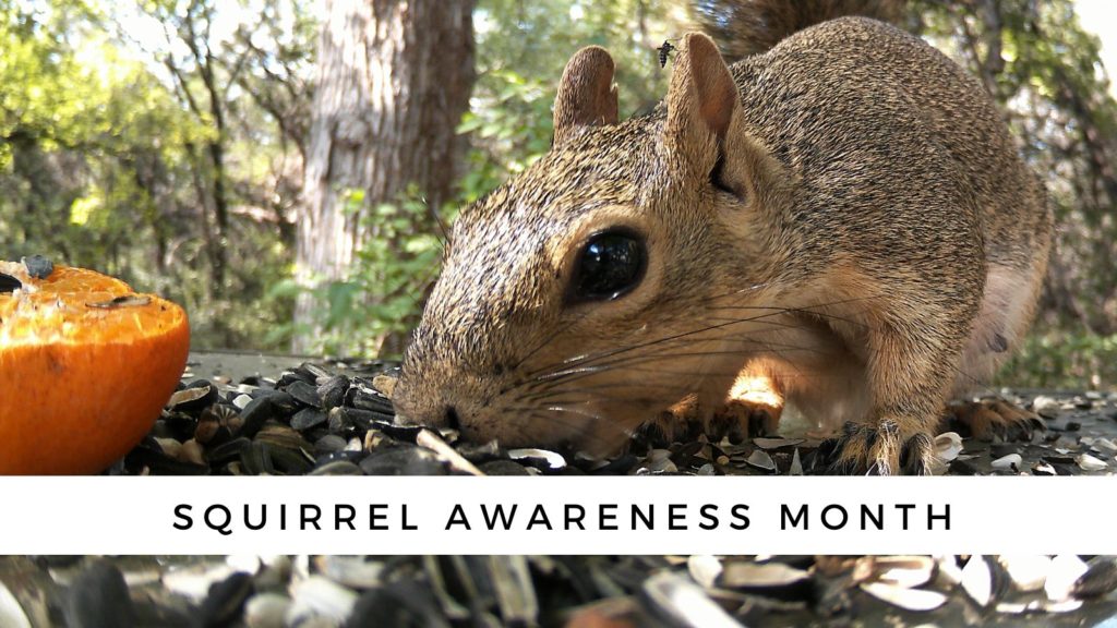 Squirrel Awareness Month is observed in October.