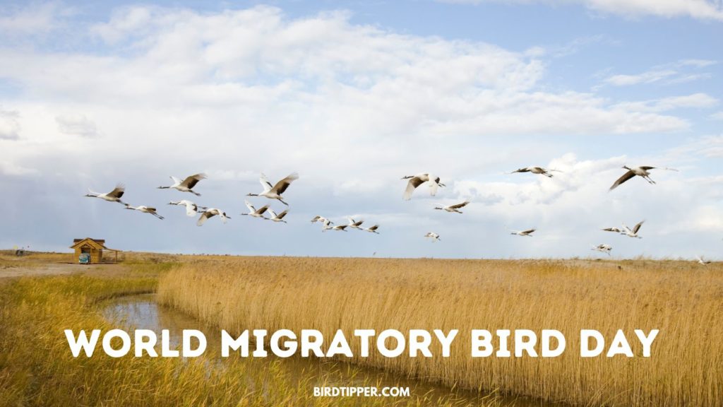 World Migratory Bird Day