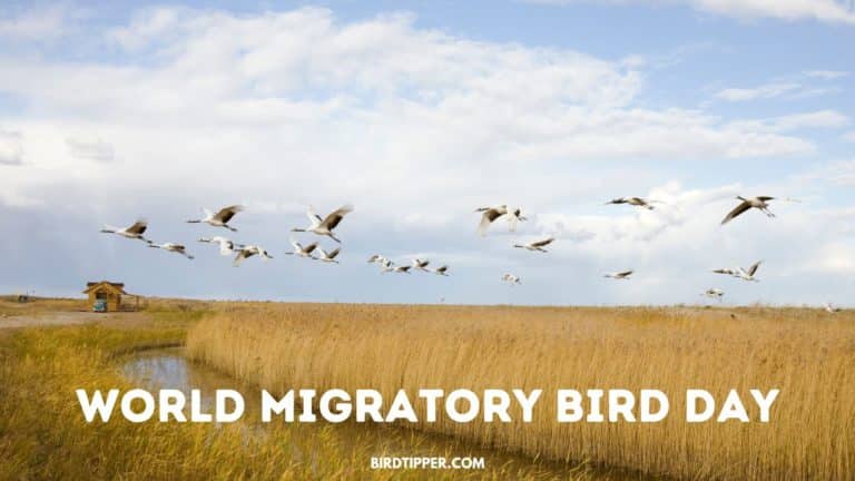 World Migratory Bird Day: Like Migration, This Bird Holiday is Celebrated Twice a Year!
