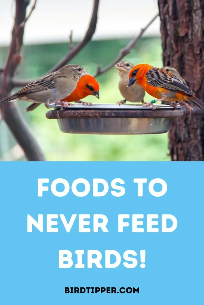 Foods to Never Feed Birds