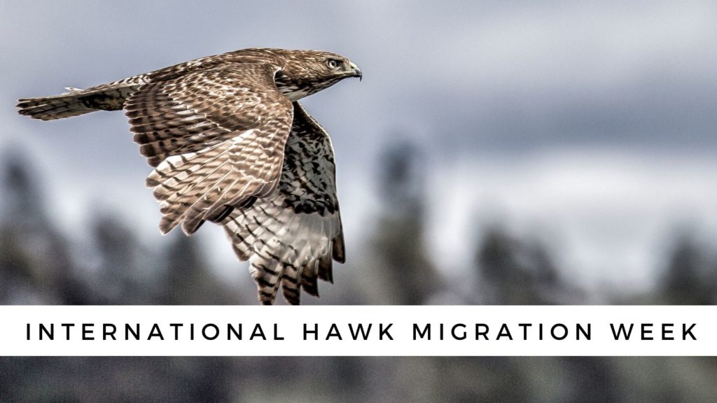 International Hawk Migration Week, held every September with counts in the US, Canada and Mexico