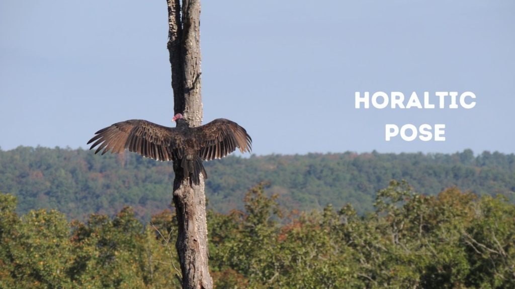 Buzzard in horaltic pose