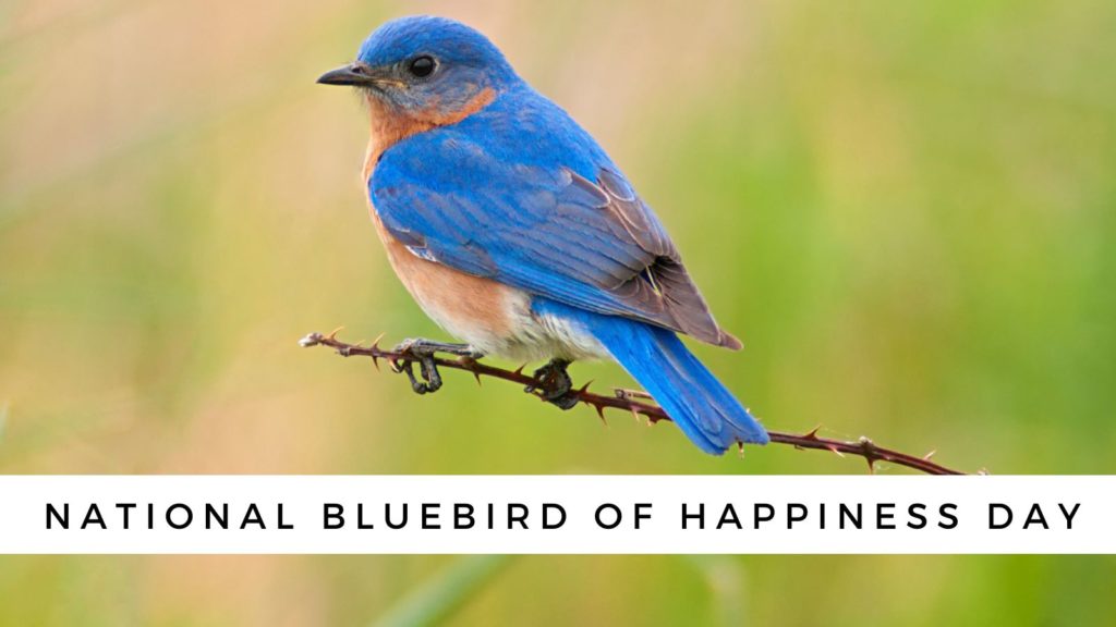 When is National Bluebird of Happiness Day and how to celebrate it