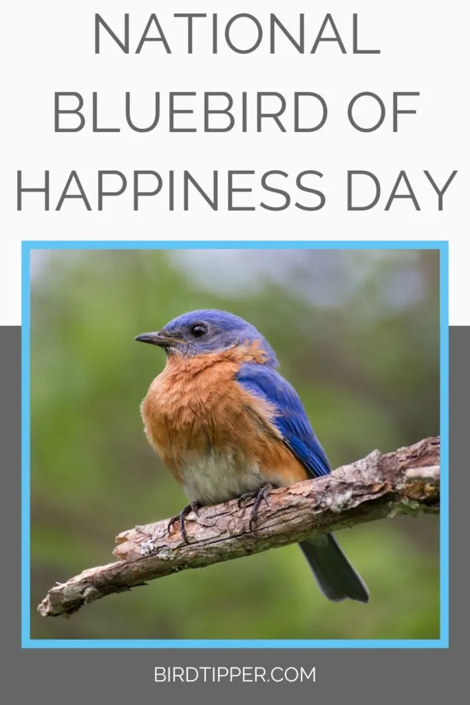 National Bluebird of Happiness Day