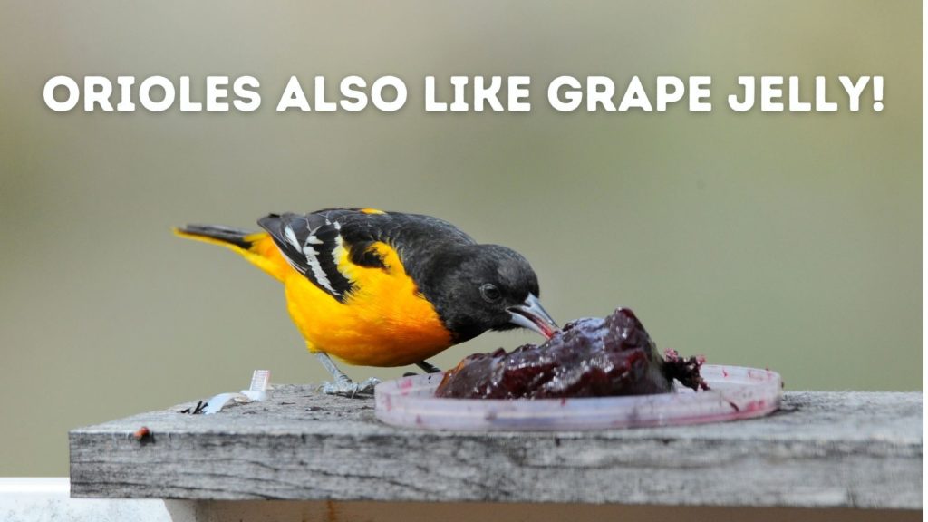 orioles like grape jelly