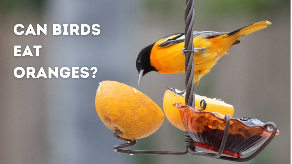 Can birds eat oranges?