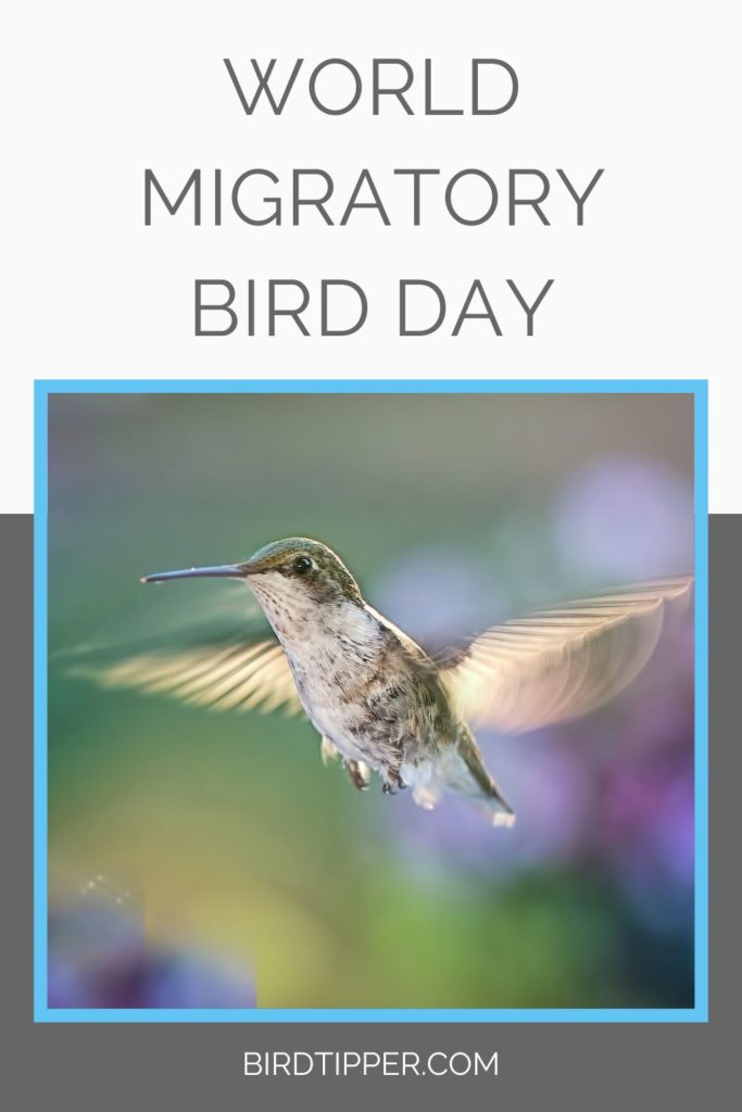 World Migratory Bird Day