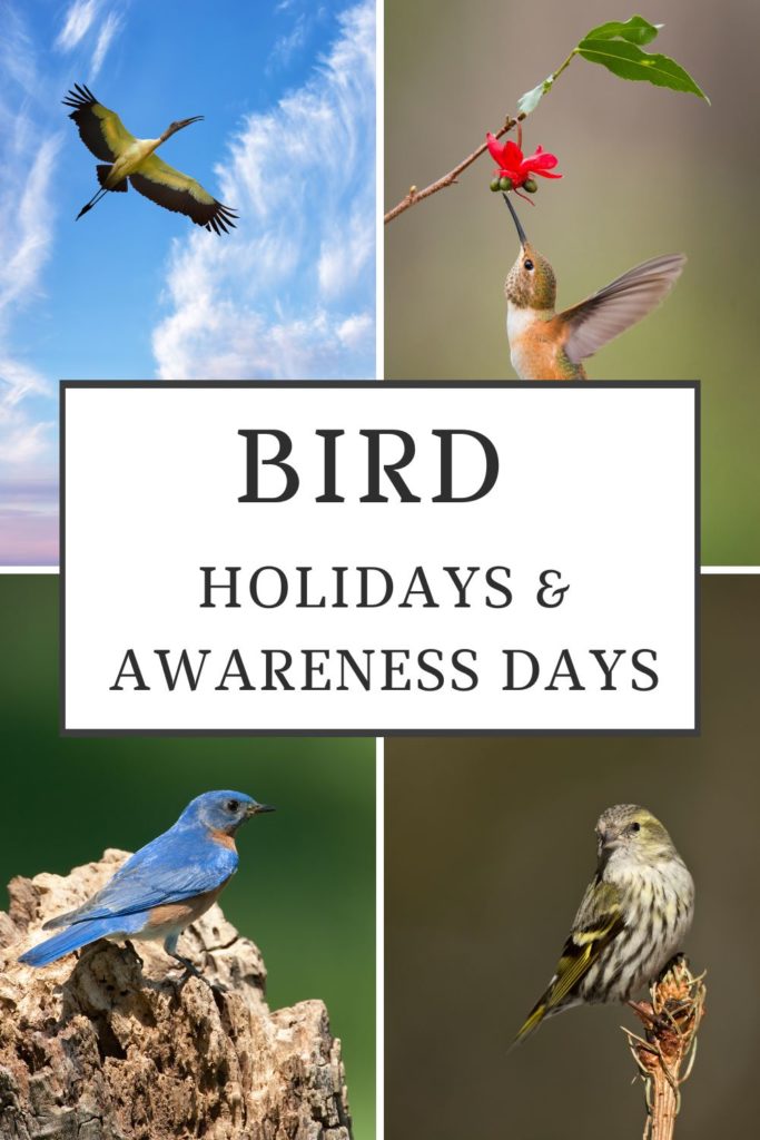 Bird Holidays and Awareness Days -- From bird counts for obtaining important data from everyday bird lovers to awareness days that spotlight particular bird species