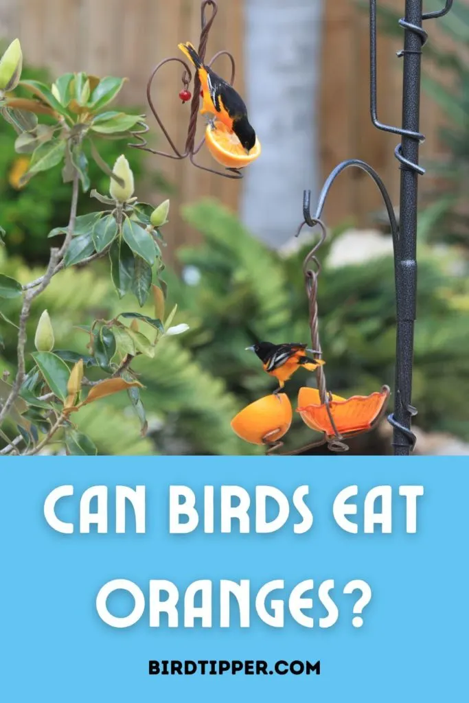 Can Birds Eat Oranges? Look at which birds like to eat oranges and how to serve oranges at your bird feeder