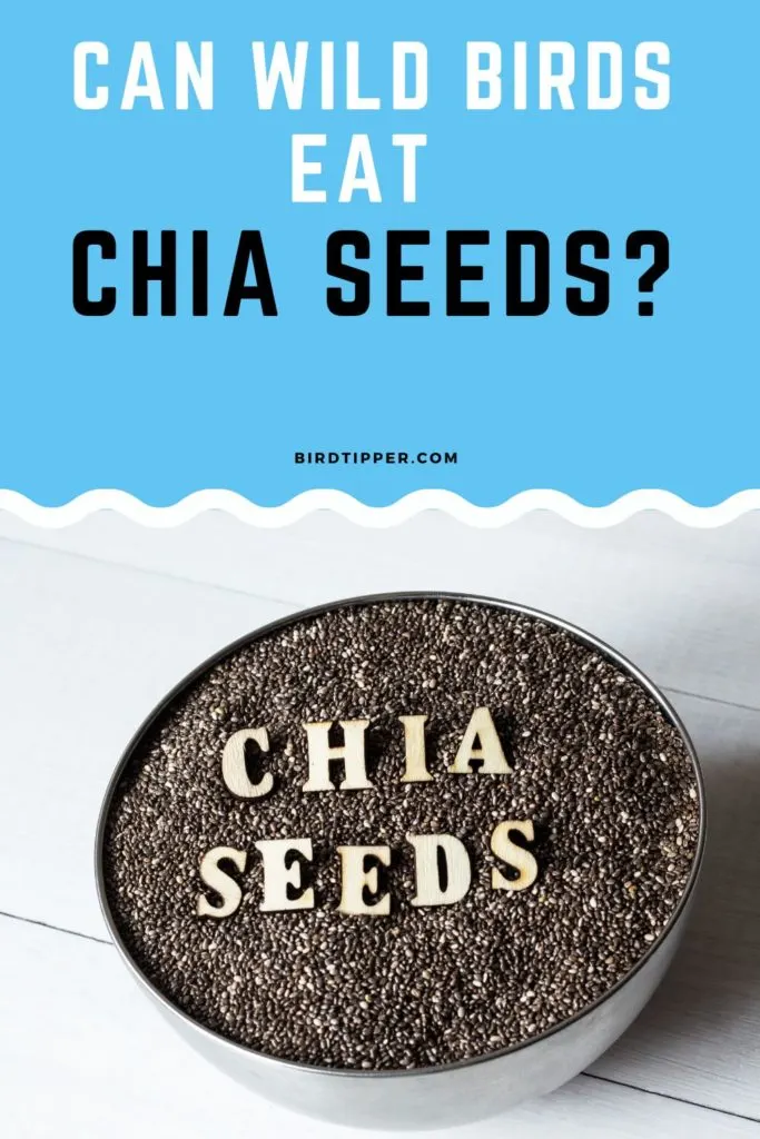 Can Wild Birds Eat Chia Seeds?