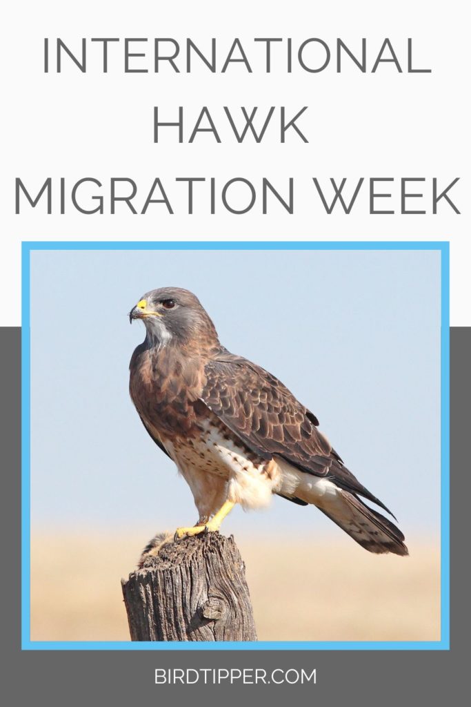 International Hawk Migration Week