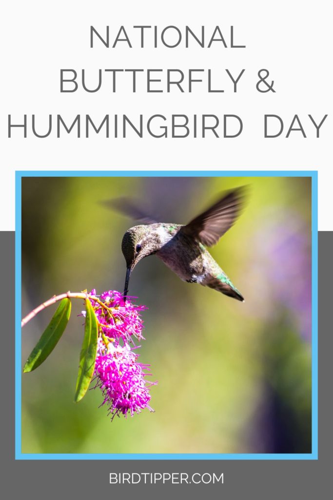 National Butterfly and Hummingbird Day, October 3 every year
