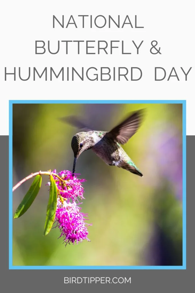 National Butterfly and Hummingbird Day, October 3 every year