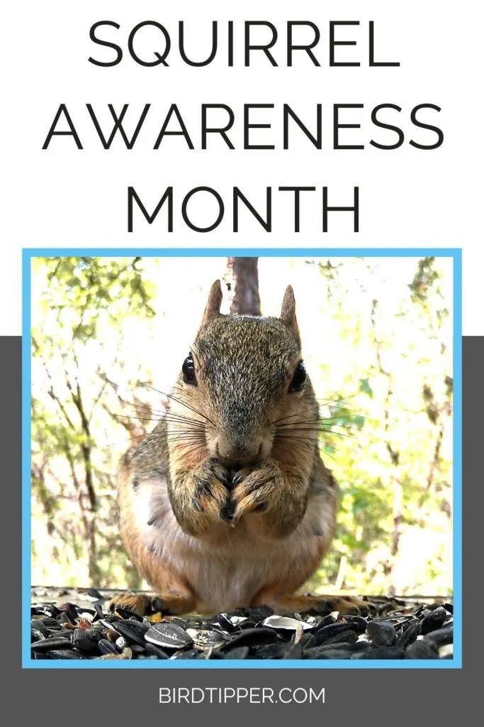 Squirrel Awareness Month