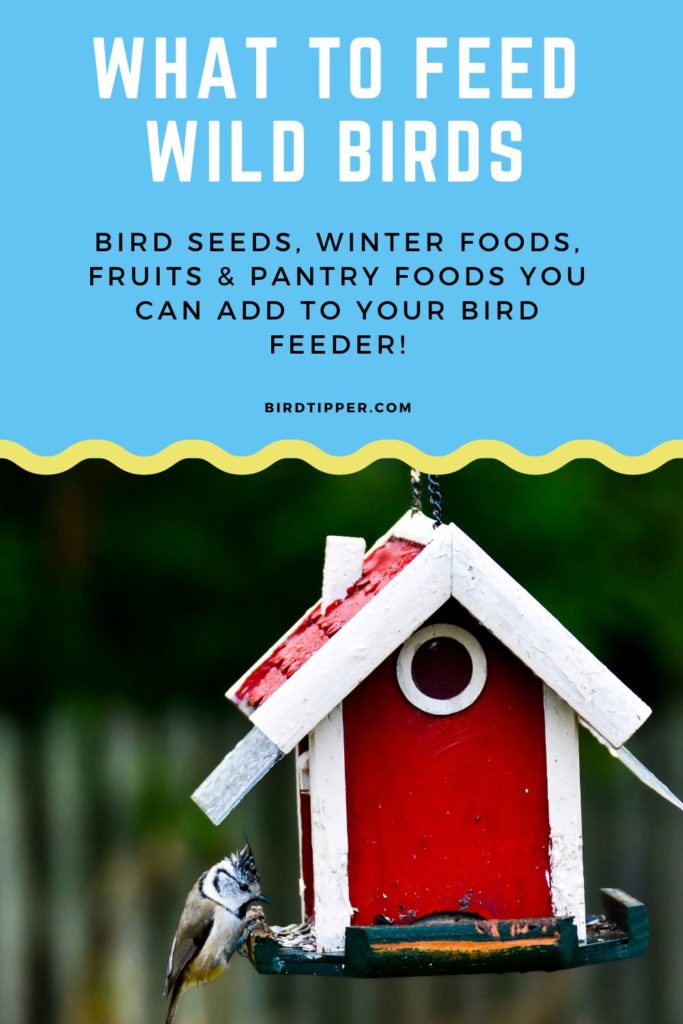 What to Feed Wild Birds