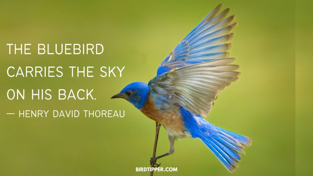 The bluebird carries the sky on his back. —  Henry David Thoreau