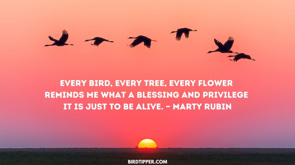 Every bird, every tree, every flower reminds me what a blessing and privilege it is just to be alive. — Marty Rubin