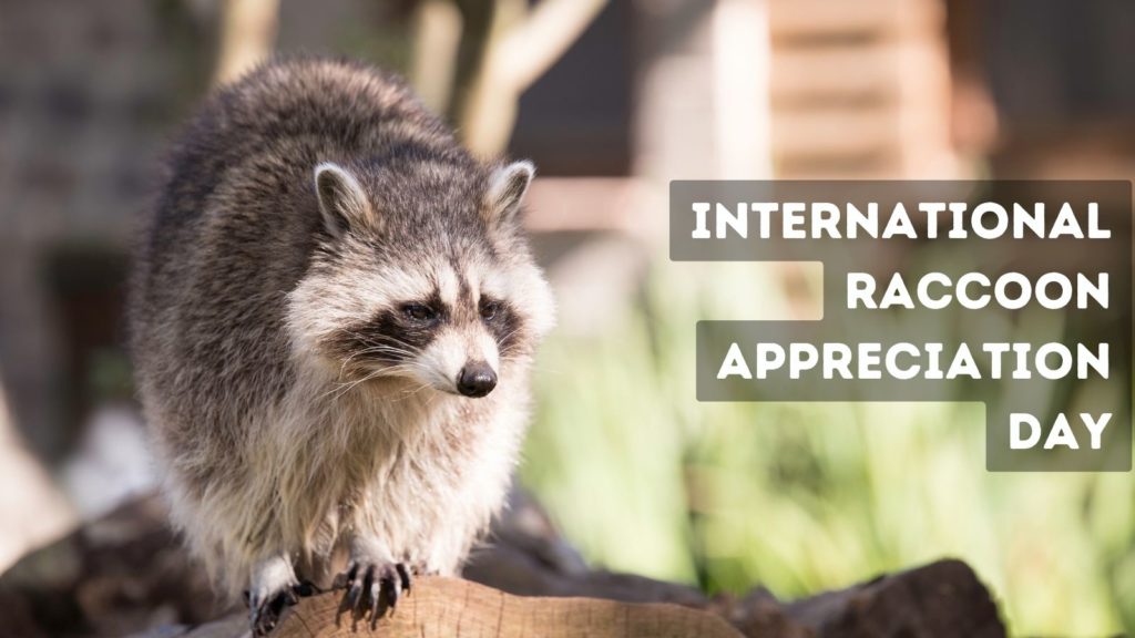 International Raccoon Appreciation Day, October 1 every year