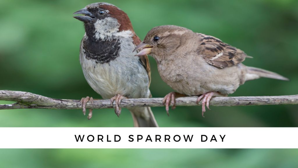 World Sparrow Day: when it is, how to celebrate it