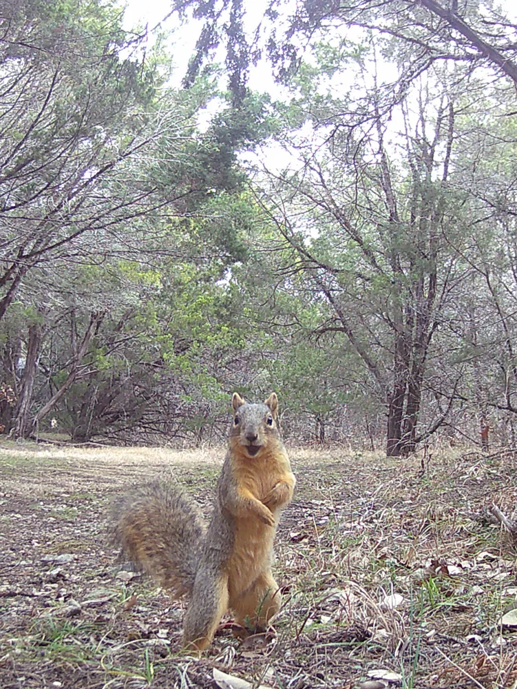 Fox squirrel standing up and looking at game camera