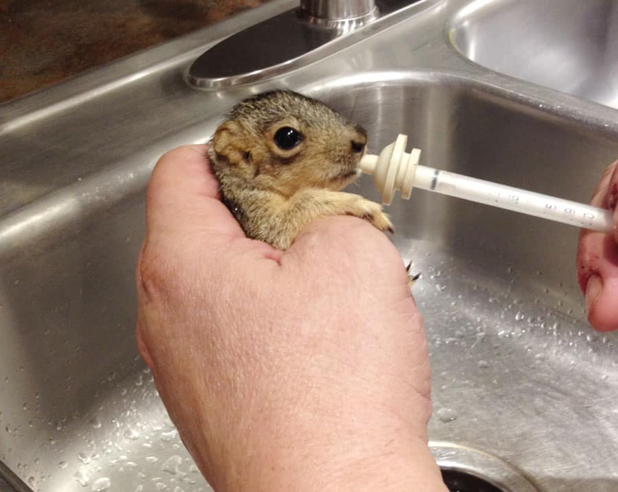 Baby squirrel being fed by wildlife rehabilitator
