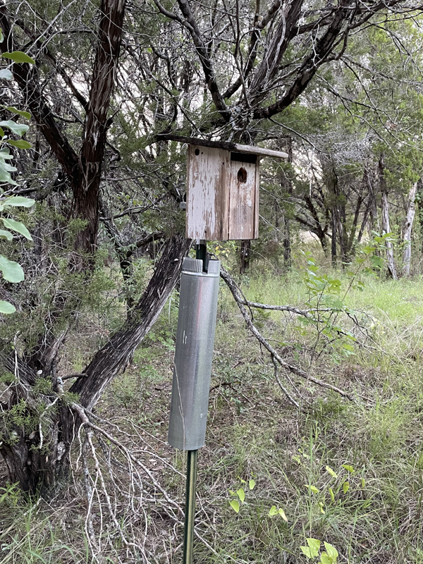 Stovepipe baffle on birdhouse pole to protect nest from raccoons and other predators