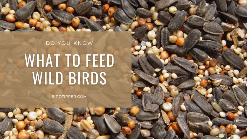 What to feed wild birds -- bird seeds, fruits, and pantry foods
