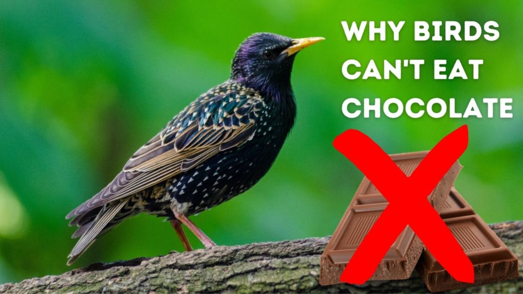 Why birds can't eat chocolate