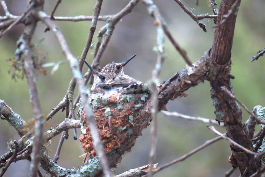 two baby hummingbirds on nest