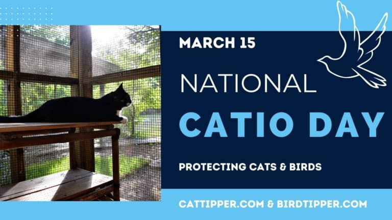 National Catio Day – Keep Birds and Cats Safe!