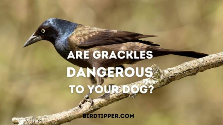 Can Grackles Be Dangerous to Your Dog?