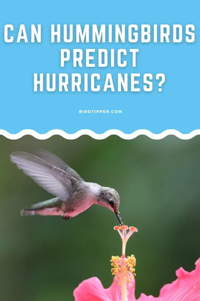 Can hummingbirds predict hurricanes?