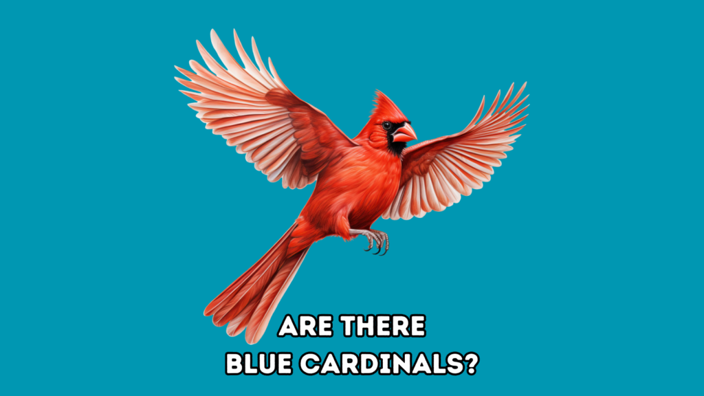 illustration of flying cardinal