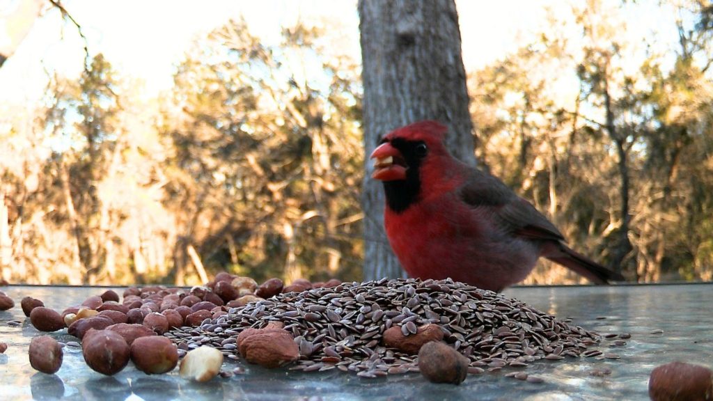 cardinal with pile of flax seeds and peanuts 