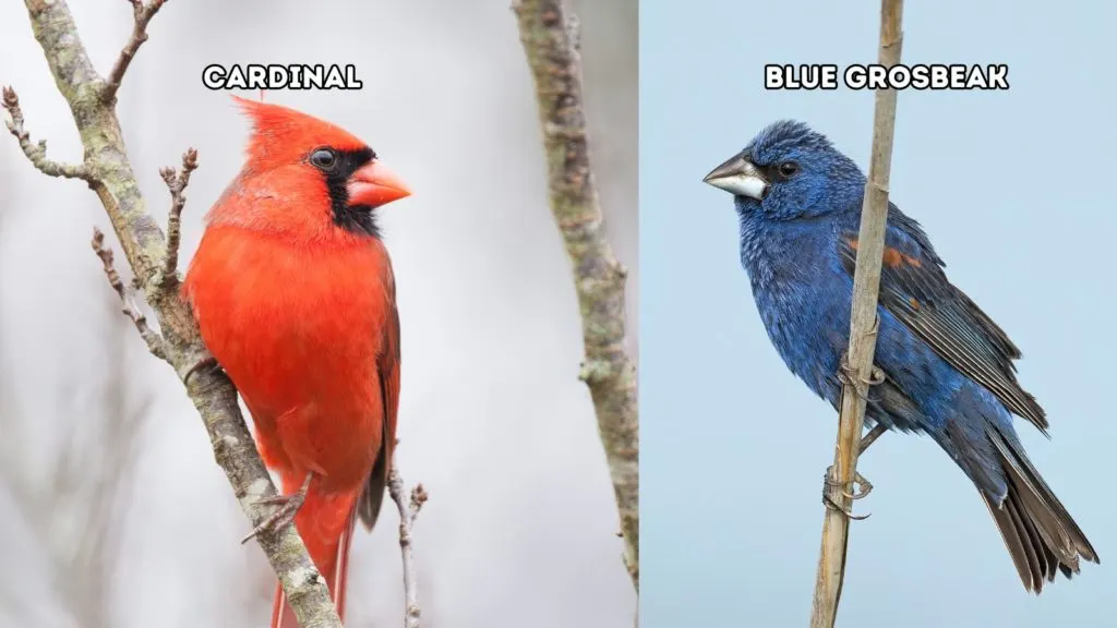 Cardinal vs Blue Grosbeak